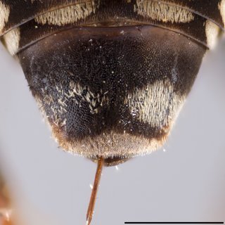 Epeolus tristicolor, F mm X-comp black