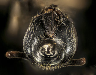 Lasioglossum heterognathus, f, underside head, Essex Co. NY