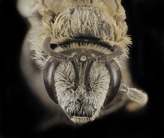 Lasioglossum sisymbrii, F, Face, UT, Garfield County