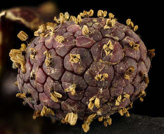 Symplocarpus foetidus skunk cabbage spadix inforescence Helen Lowe Metzman