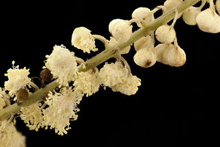 Actaea racemosa, Black Cohosh, Howard County, MD