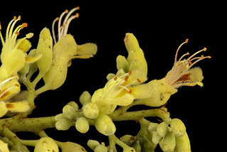 Aesculus glabra, Ohio Buckeye inflorescence, Howard County, MD, HeLoMetz