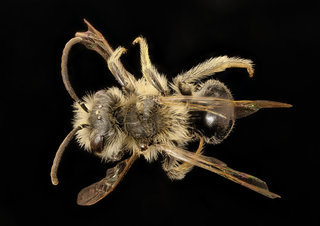 Andrena pruni, m, back, Frederick Co., MD