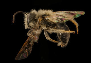 Andrena pruni, m, side, Frederick Co., MD