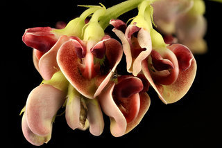 Apios americana, Ground Nut flower, Howard County, MD, Helen Lowe Metzman