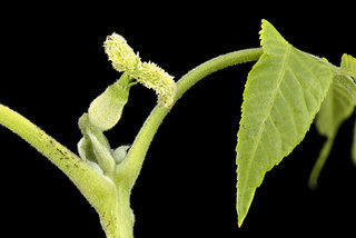 Juglans nigra, Black Walnut pistillate flower, Howard County, MD, HeLoMetz