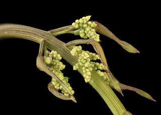 Dioscorea villosa, pistillate inflorescences in bud, Howard County, MD, HeLoMetz