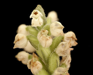 Goodyera pubescens, Rattlesnake-plantain, Howard County, MD Helen Lowe Metzman