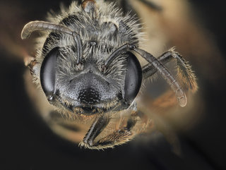 Andrena robertsonii, F, Face, MD, Boonesboro