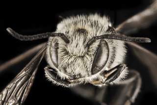 Coelioxys sodalis, M, Face, NY, Pullout by river