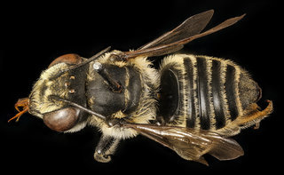 Megachile petulans, f, back, Charleston Co., SC