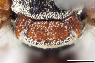 Epeolus ainsliei, Axillae mesoscutellum female