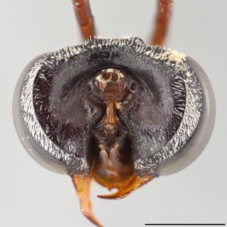 Epeolus ainsliei, Head frontal view female
