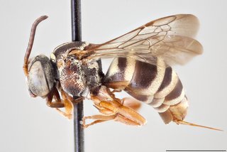 Epeolus ainsliei, Lateral view female