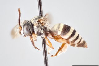 Epeolus ainsliei, Lateral view male