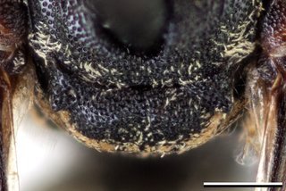 Epeolus americanus, Axillae mesoscutellum female