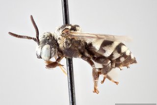 Epeolus americanus, Lateral view male