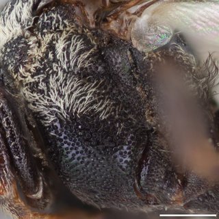 Epeolus americanus, female mesopleuron