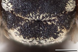 Epeolus asperatus, Axillae mesoscutellum female