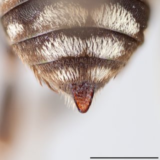 Epeolus asperatus, Pygidial plate male