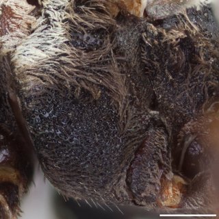 Epeolus asperatus, female mesopleuron