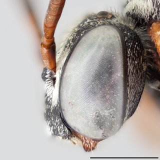 Epeolus australis, Head frontal view female