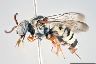 Epeolus australis, Lateral view female