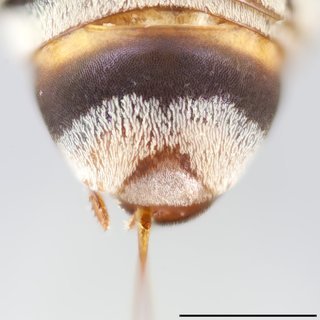 Epeolus australis, Pseudopygidial area female