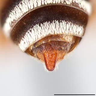 Epeolus australis, Pygidial plate male