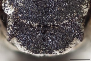 Epeolus banksi, Axillae mesoscutellum female