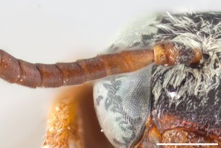 Epeolus barberiellus, Antenna female