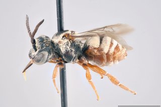 Epeolus barberiellus, Lateral view female