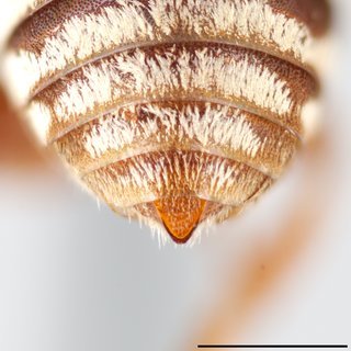 Epeolus barberiellus, Pygidial plate male