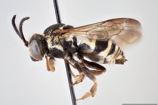 Epeolus canadensis, Lateral view female