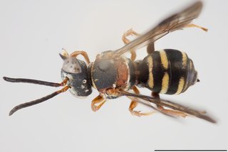 Epeolus carolinus, Dorsal view female