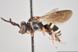 Epeolus carolinus, Lateral view male