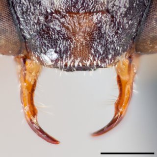 Epeolus carolinus, Mandibles female