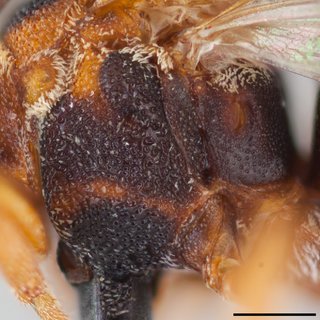 Epeolus carolinus, female mesopleuron