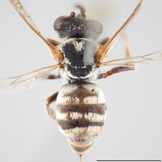 Epeolus compactus, Dorsal view female