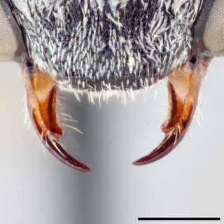 Epeolus compactus, Mandibles female