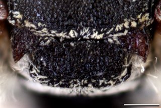 Epeolus erigeronis, Axillae mesoscutellum female