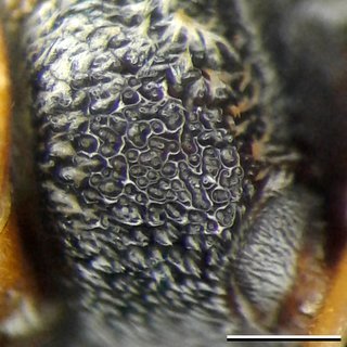Epeolus erigeronis, female mesopleuron