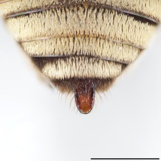 Epeolus flavofasciatus, Pygidial plate male
