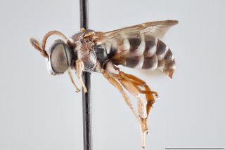 Epeolus floridensis, Lateral view male