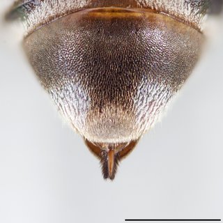 Epeolus floridensis, Pseudopygidial area female