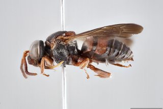 Epeolus glabratus, Lateral view male