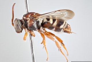 Epeolus howardi, Lateral view female