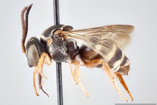 Epeolus ilicis, Lateral view female