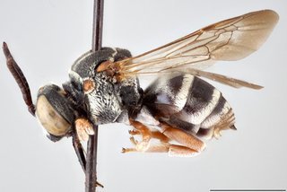 Epeolus ilicis, Lateral view male paratype