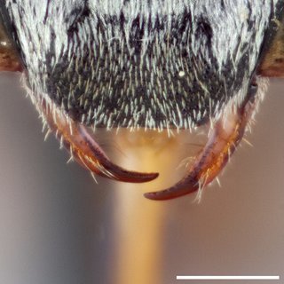 Epeolus ilicis, Mandibles female E. vernalis holotype